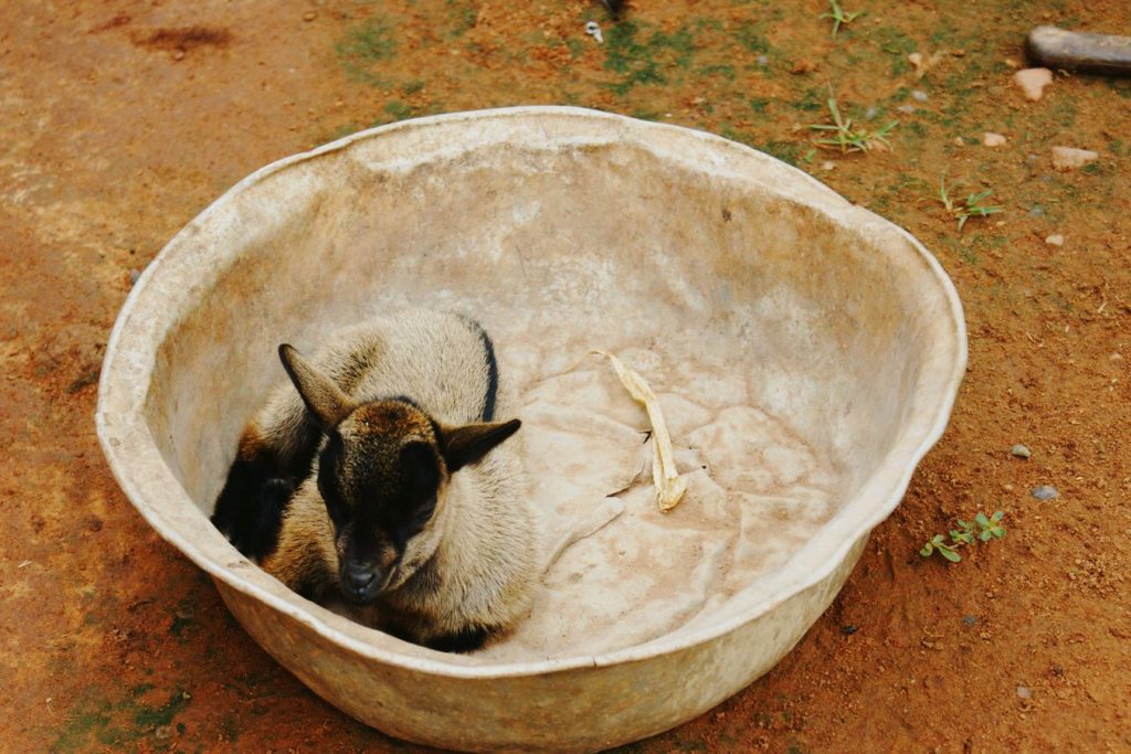 Vers Kpalimé, en 2009, cette chèvre togolaise se reposait dans une bassine en métal. C'est prémonitoire car elle a surement été mangée dans la même bassine.