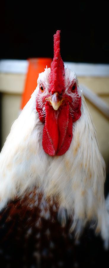 Un coq, vu de face dans une ferme du Gers. Sa crête rouge et son regard particulier, lui donne un aspect vraiment agressif.