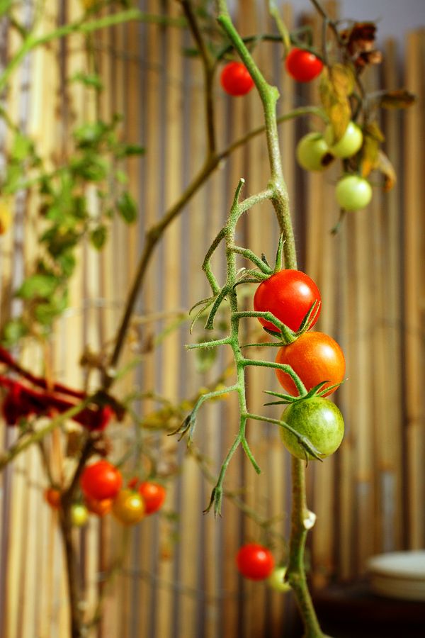 Mes tomates cerises qui poussent sur mon balcon à Caluire s'amusent à arborer des couleurs différentes. Les trois tomates sont verte puis orange puis rouge.