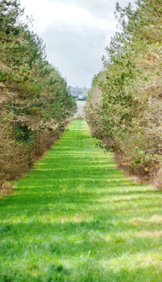 Un chemin vert entre deux rangées d’arbres, bien symétrique, découvert lors d’une ballade dans le Gers, dans le sud-ouest de la France.