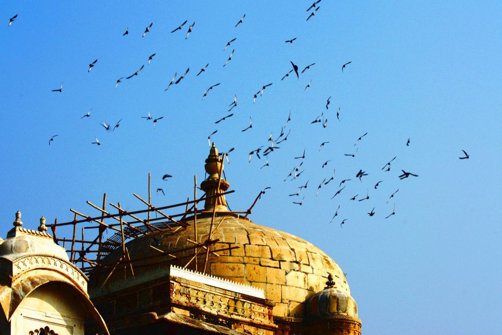 En Inde, des oiseaux s'apprêtent à se poser sur le toit d'une havelî à Udaipur au Rajasthan. Le toit est recouvert d 'un échafaudage en bambou.