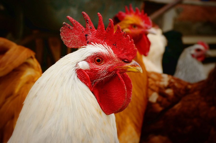 Farmyard boss