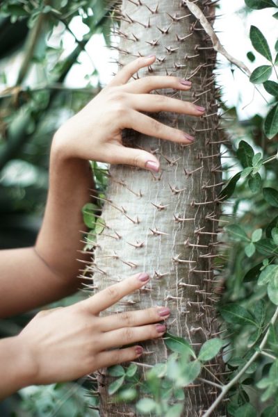 Cactus thorns like nails